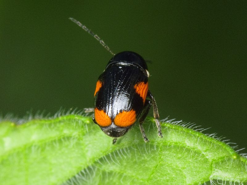 Cryptocephalus (Cryptocephalus) moraei (Linnaeus, 1758)